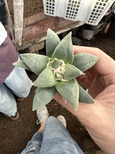 多肉植物仙人球办公室小盆栽实生岩牡丹