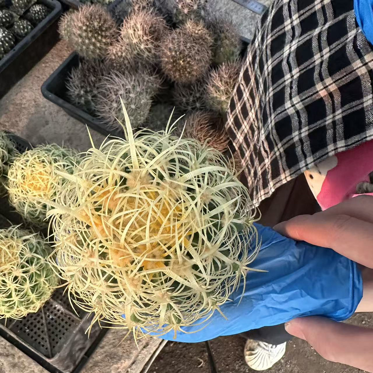 多肉植物仙人球办公室小盆栽狂刺金虎