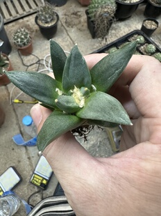 多肉植物办公室小盆栽量拍实生岩牡丹