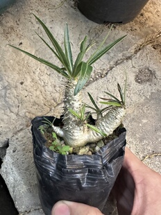 仙人球块根象牙宫