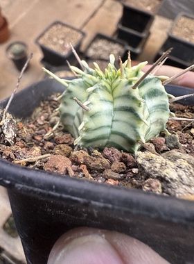 仙人球魁伟玉锦