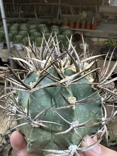 仙人球水牛角