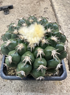 仙人球量拍猫爪圆盘玉