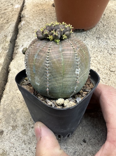 仙人球布纹球