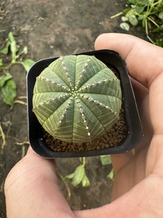 仙人球实生布纹球