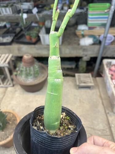 仙人球块根毒腺蔓