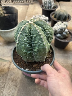 仙人球超大颗核桃