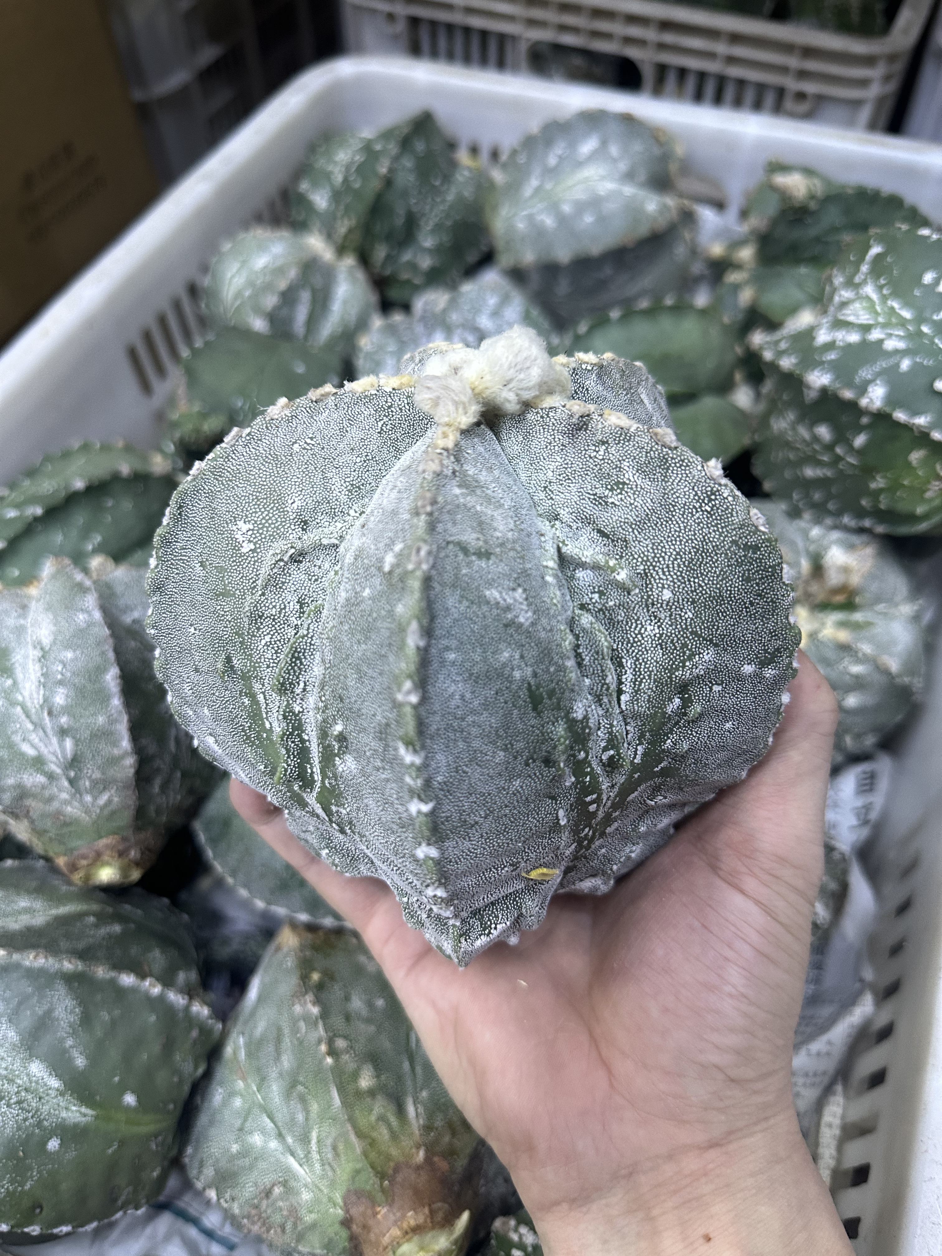 仙人球鸾凤玉