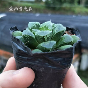 多肉植物【芷寿】番杏科肉肉植物 防辐射 净化空气 办公室 小盆栽