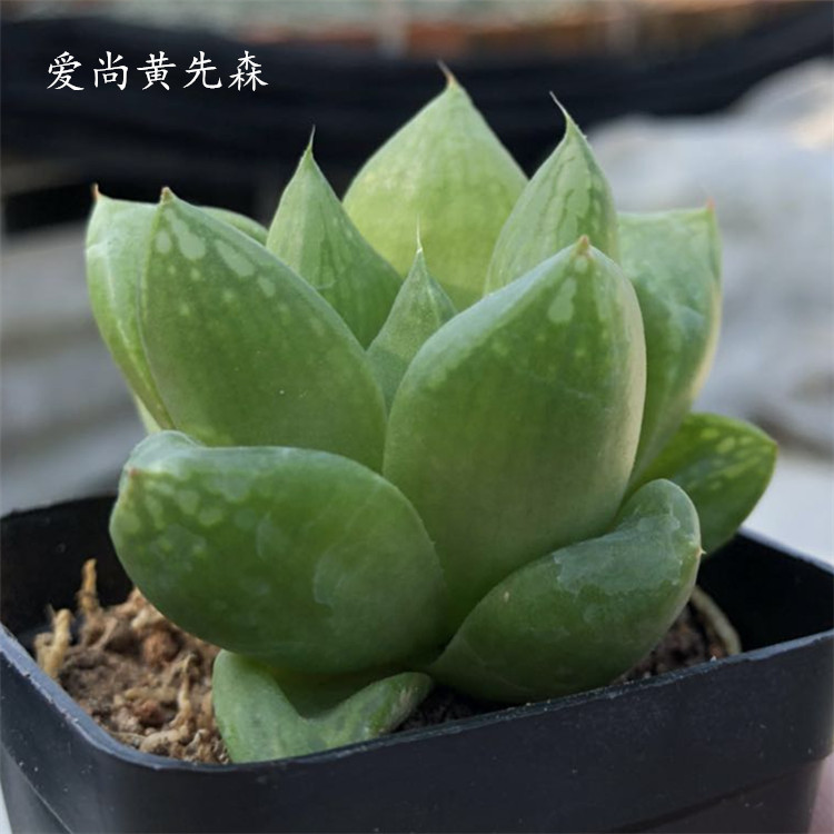 多肉植物【宝草玉露】 室内植物净化空气