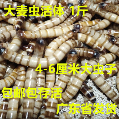 大麦虫活体蛋白虫500克1斤净重包邮生麦虫面包虫子黄粉虫包存活