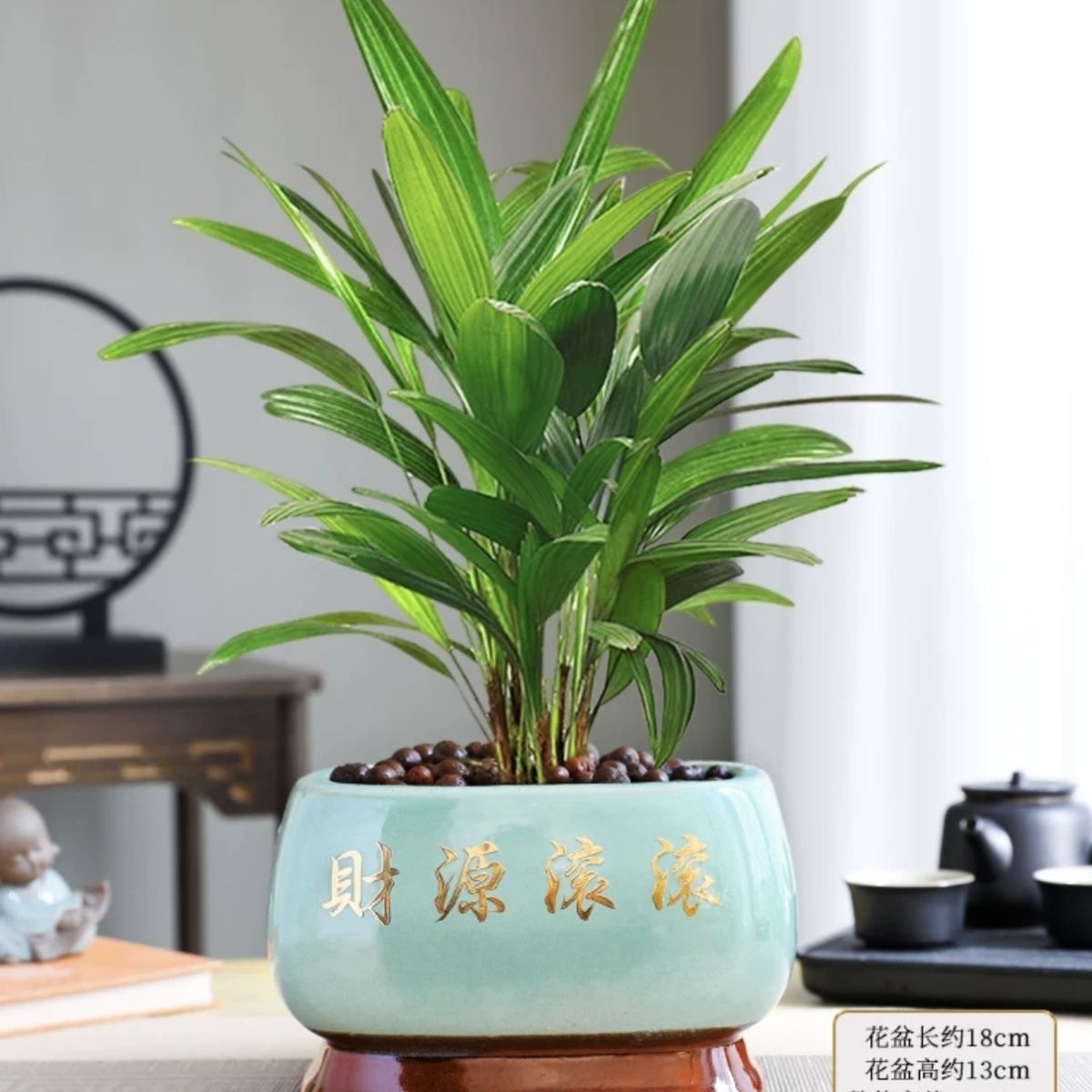 棕竹金山棕四季常青植物花卉盆栽室内绿植办公室客厅净化空气耐寒