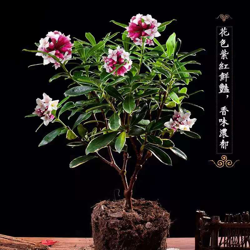 金边瑞香盆栽耐寒名贵花木本植物图片