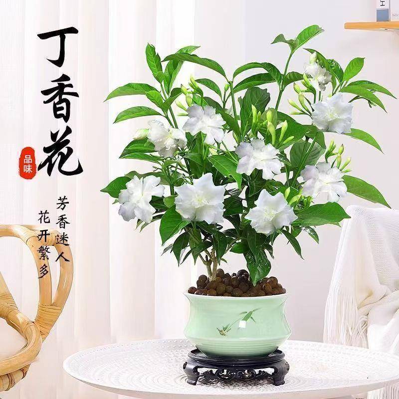 丁香花水晶茉莉花四季常青开花浓桌面绿植