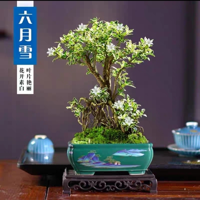 六月雪盆栽老桩盆景盆栽植物室内花卉办公室桌面客厅绿植好养四季