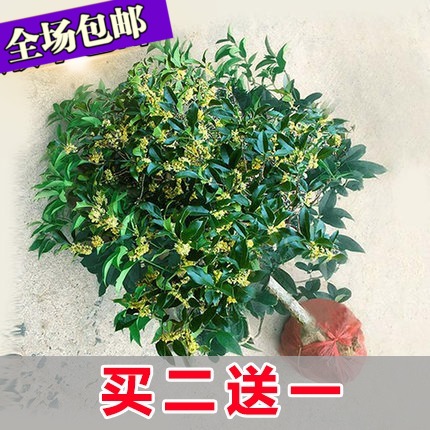 四季桂花树苗花卉盆栽浓香型观花植物室内带花庭院嫁接金桂包邮 厨房/烹饪用具 砂锅/石锅 原图主图