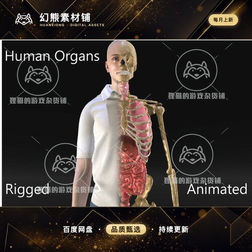 Unity Skeleton With Internal Organs Rigged 人体内部结构 1.0