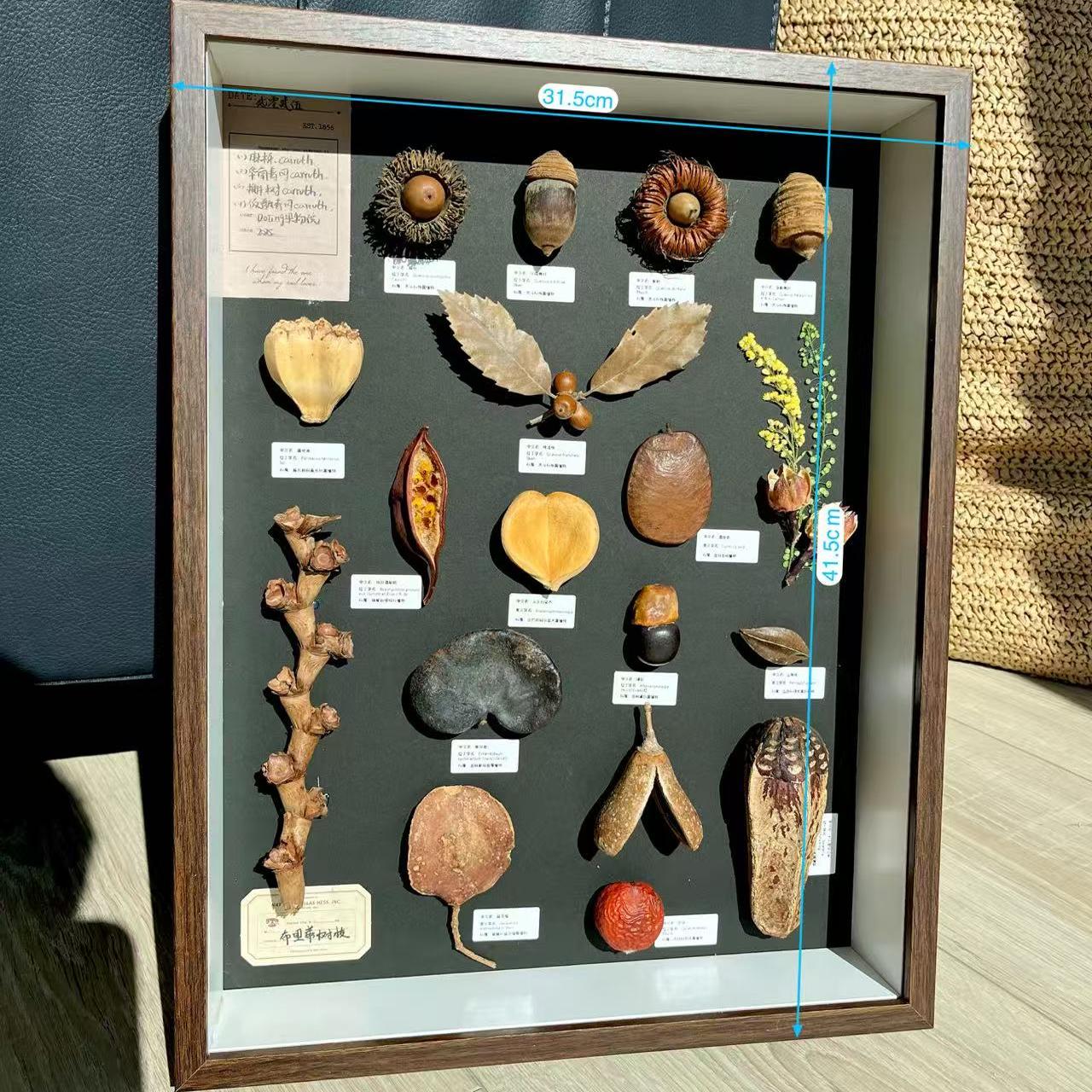 植物果实种子标本装饰画干花相框生日原创手作居家好物情人节礼物