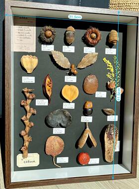 植物果实种子标本装饰画干花相框生日原创手作居家好物情人节礼物