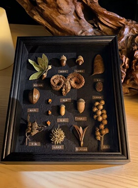 天然植物标本装饰画框新年生日礼物摆件百搭居家好物科学教育挂画