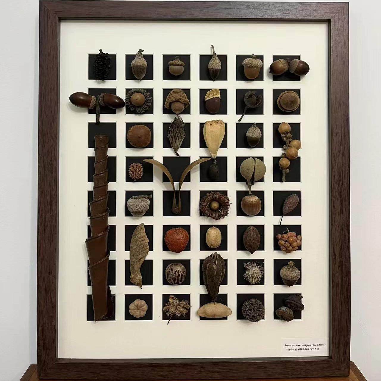 种子复古原木风植物标本玻璃相框