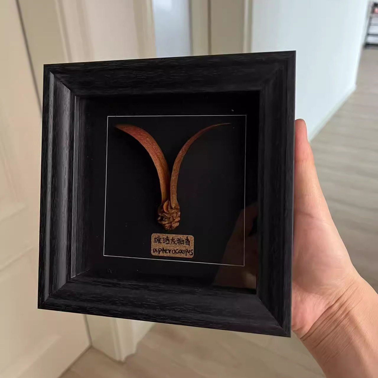 原创设计植物标本生日礼物收藏版