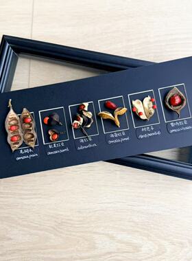 相思红豆种子标本装饰画精品桌面摆件生日礼物新年居家白搭装饰