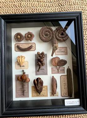 生日植物果实种子标本装饰画干花相框家居百搭摆件装饰创意礼物
