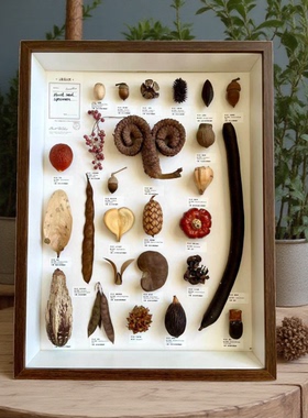 植物标本挂画生日礼物原创闺蜜礼物礼物原创好事花生创意礼物小众