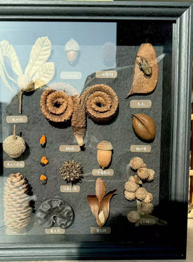 天然植物标本相框百搭装饰画手作科学教育乔迁生日科普作品礼物
