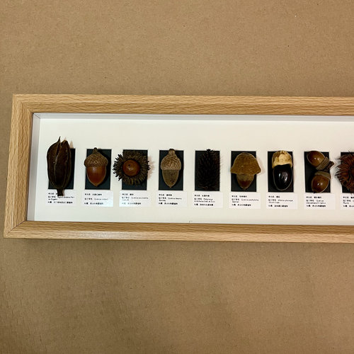 天然种子植物标本相框