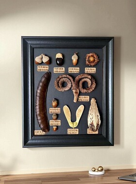 都听手作植物种子标本装饰画干花相框家居百搭摆件装饰创意礼物