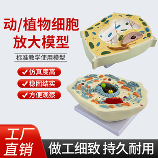 动物植物细胞模型显微结构解剖模型生物细胞膜细胞质细胞核线粒体