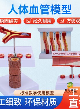 黄和模型人体血管解剖教学