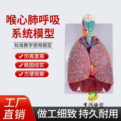 黄和模型心肺解剖气管呼吸系统