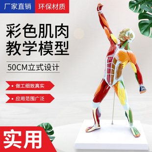 50cm人体运动肌肉模型 全身肌肉模型 人体浅层肌肉解剖标本 彩色