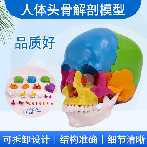 黄和可拆22部件头骨模型教学