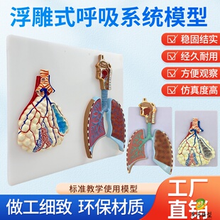 人体呼吸系统肺部解剖肺泡组织鼻口腔呼吸道结构放大浮雕医学模型