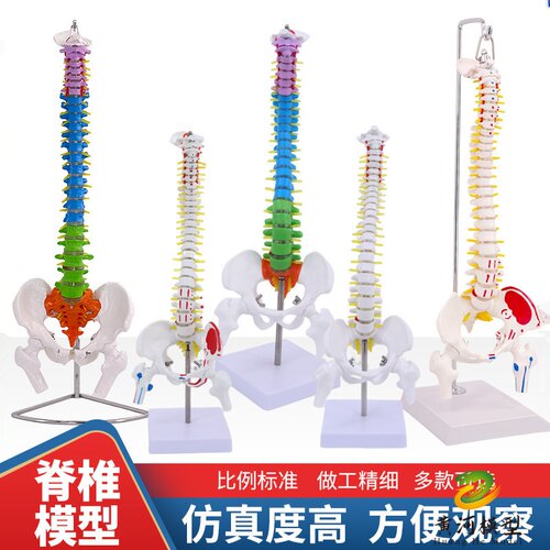 人体脊柱模型1:1成人医学正骨练习骨骼模型颈椎腰椎脊椎骨架模型 - 封面