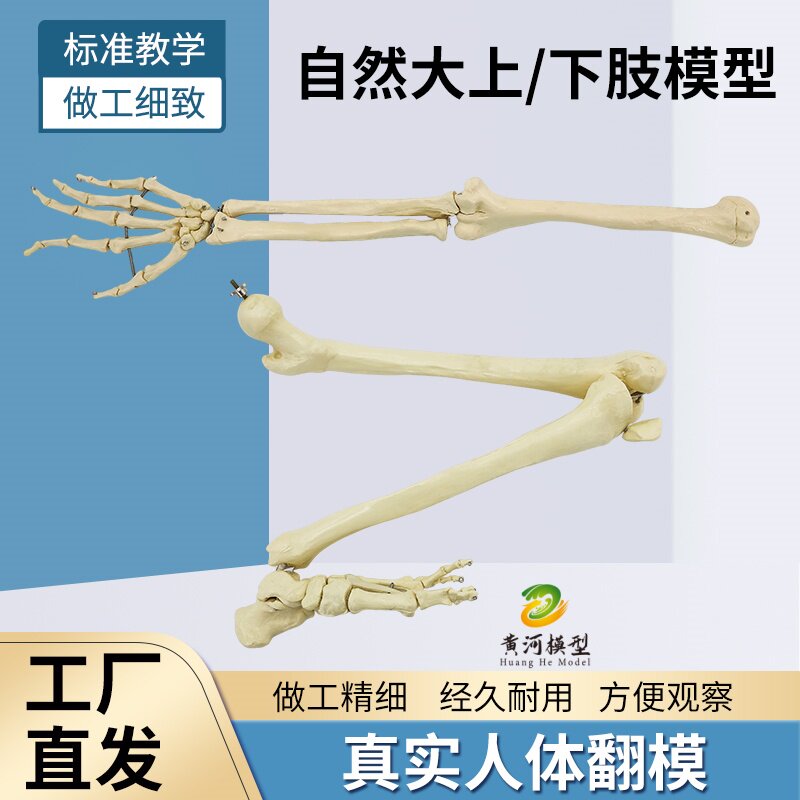 黄和自然大人体上下肢骨骼