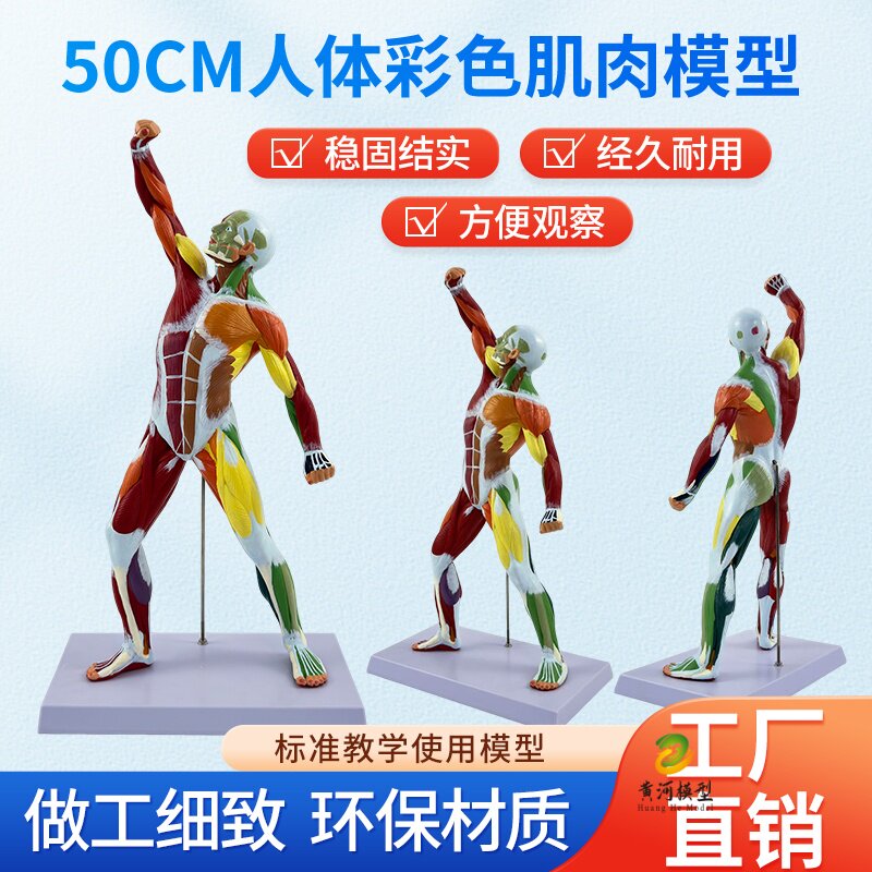 黄河模型人体肌肉解剖教学