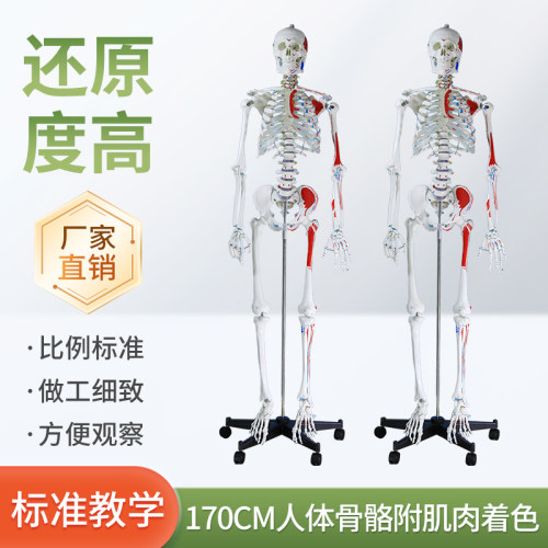 170CM医学全身人体骨骼模型骨盆瑜伽关节可拆卸解剖肌肉结构骨架 - 封面