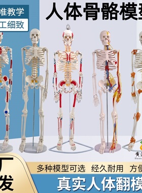 85cm人体骨骼模型 全身骨架人体模型成人小骷髅教学模型脊椎模型