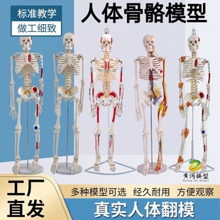 85cm人体骨骼模型 全身骨架人体模型成人小骷髅教学模型脊椎模型