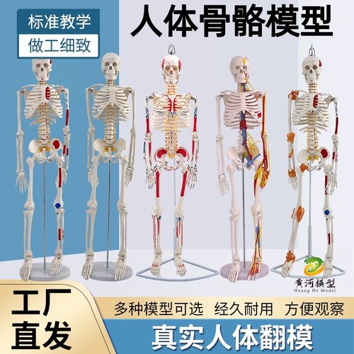 黄和模型人体骨架骨骼脊柱教具