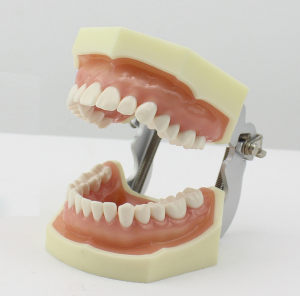 牙齿预备评价标准模型 牙科口腔备牙模型