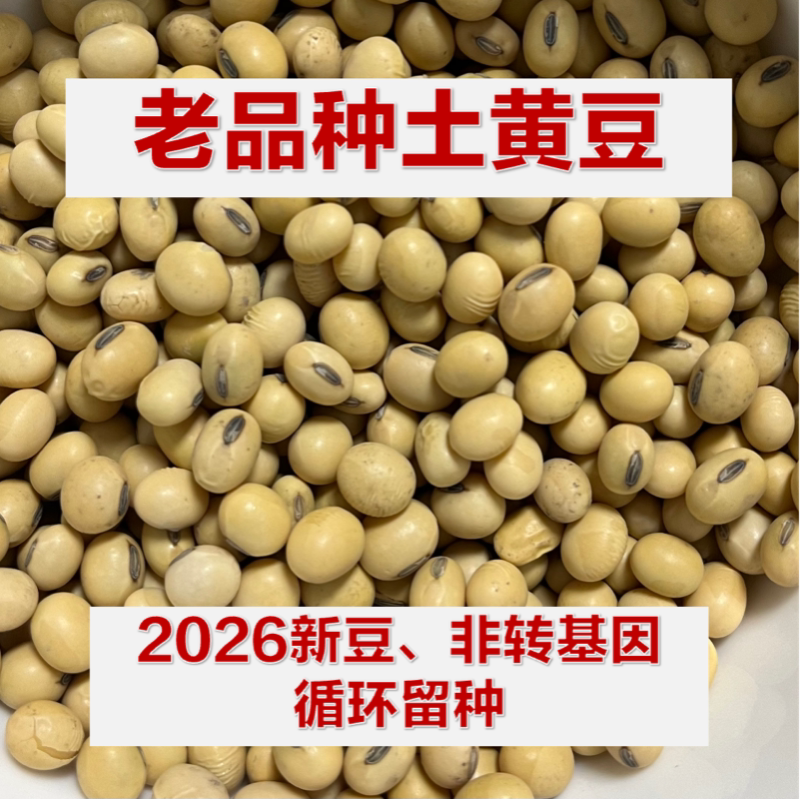 黄豆农家自种老品种打豆浆专用可留种非转基因2026年非发豆芽黄豆