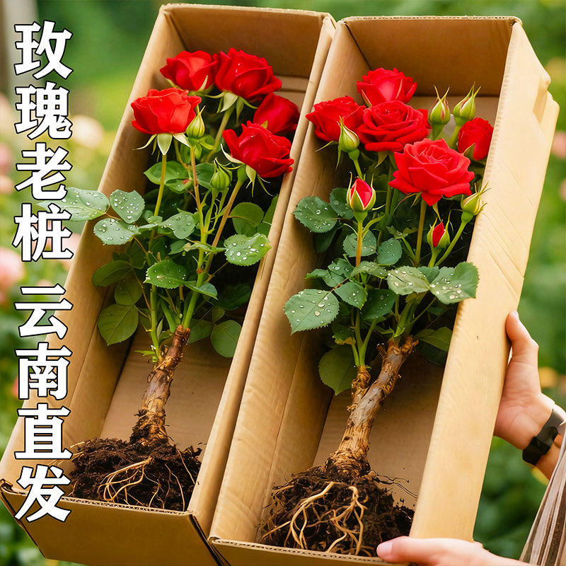 玫瑰老桩大花苗带花苞花卉绿植物盆栽月季室内外庭院阳台四季大苗