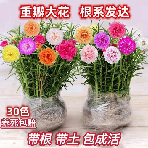 太阳花重瓣花苗盆栽带根带原土四季开花植物室内室外好养花卉新品