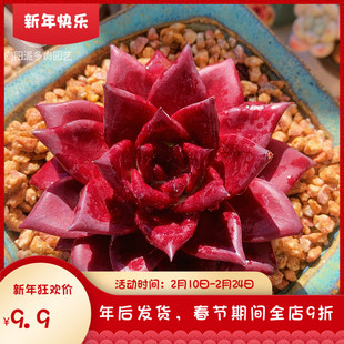 云南精品罗宾血罗东云系多肉植物一物一拍红色灵魂罗密欧好养护